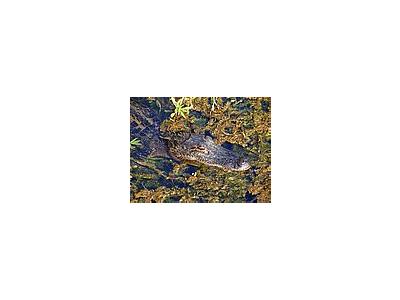 Photo Small Gator 4 Animal