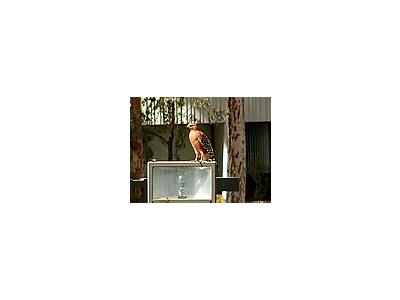 Photo Small Hawk Animal