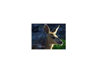 Photo Small White Tail Deer Animal