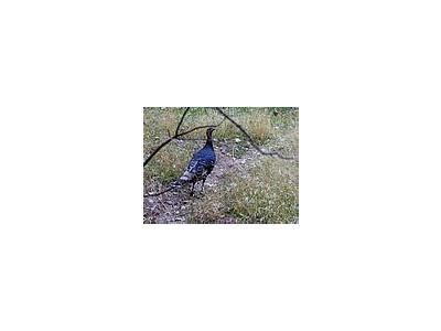 Photo Small Wild Turkey Animal