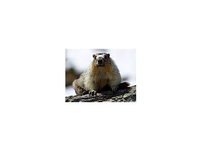 Photo Small Yellow Bellied Marmots Animal