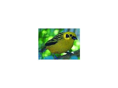 Photo Small Yellow Bird Animal