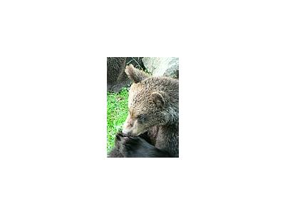 Photo Small Bear Eating Animal