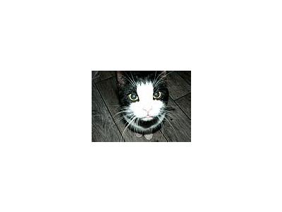 Photo Small Black And White Cat Animal