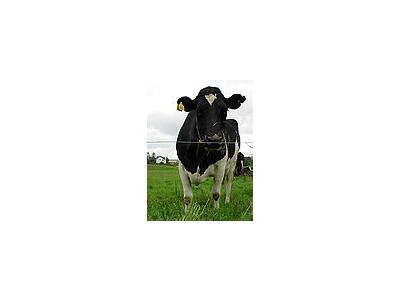 Photo Small Black And White Cow Animal