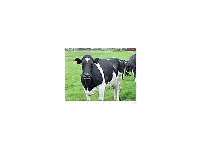 Photo Small Black And White Cow 2 Animal