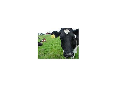 Photo Small Black And White Cow 3 Animal