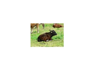 Photo Small Black Calf Lying In Pasture Animal