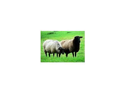 Photo Small Black Headed Sheep Animal