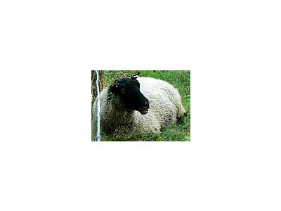 Photo Small Black Headed Sheep 3 Animal