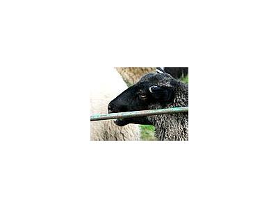 Photo Small Black Sheep Animal