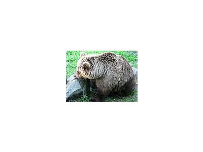 Photo Small Brown Bear Eating Fish Animal