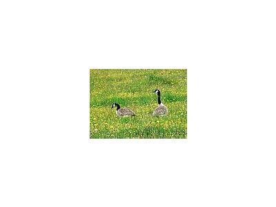 Photo Small Canadian Geese Animal