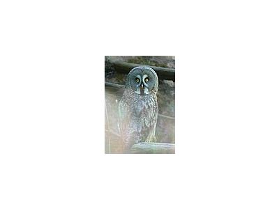 Photo Small Owl Animal