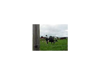 Photo Small Cow Pasture Animal