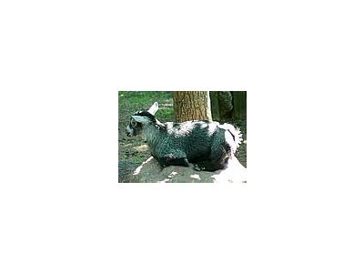 Photo Small Cute Goat Kid Animal