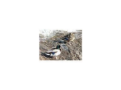 Photo Small Duck Couple Resting On Waterside Animal