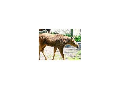 Photo Small Elk Calf Animal