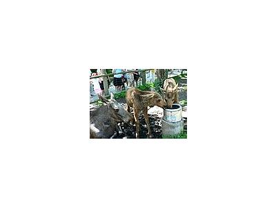 Photo Small Elk Calves Drinking Animal