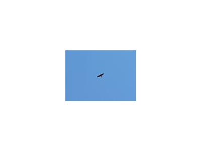 Photo Small Flying Bird Of Prey 2 Animal