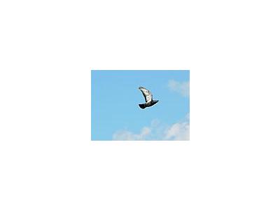 Photo Small Flying Pigeon 2 Animal