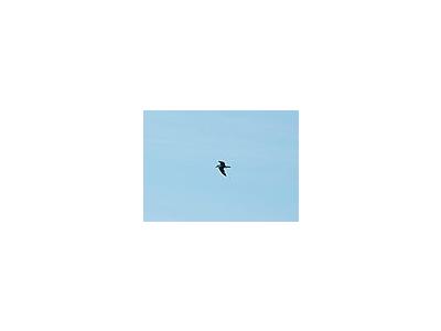 Photo Small Flying Seagull Animal
