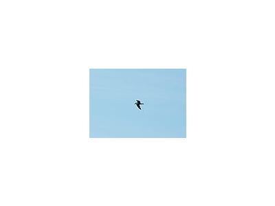 Photo Small Flying Seagull Animal
