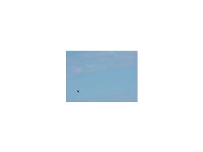 Photo Small Flying Swallow Animal