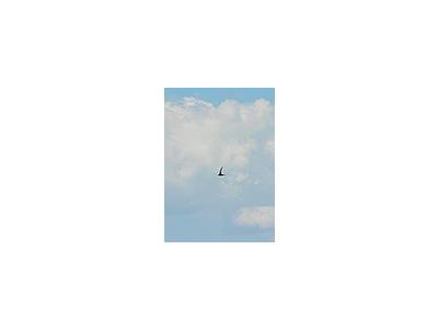 Photo Small Flying Swallow 2 Animal