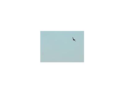 Photo Small Flying Swallow 4 Animal