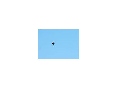 Photo Small Flying Swallow 5 Animal