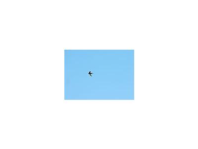 Photo Small Flying Swallow 5 Animal