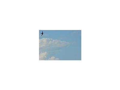 Photo Small Flying Swallow 6 Animal