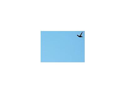 Photo Small Flying Swallow 7 Animal