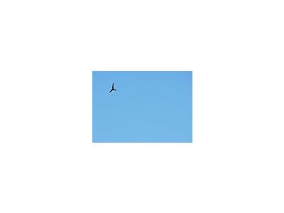 Photo Small Flying Swallow 8 Animal