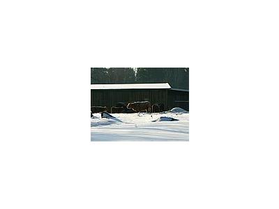 Photo Small Freezing Cattle Animal