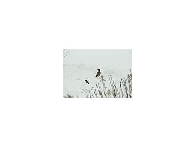 Photo Small Jay Standing In Snow Animal