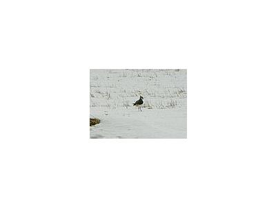 Photo Small Lapwing In Snow Animal