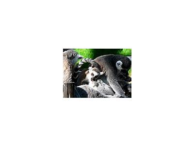 Photo Small Lemurs Eating Animal