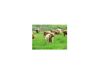Photo Small Long Horned Cattle 2 Animal