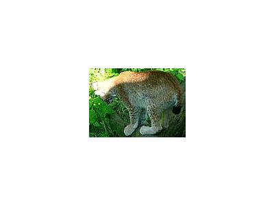Photo Small Lynx On Tree Log Animal