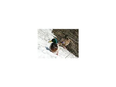 Photo Small Male And Female Mallards On Waterside Animal