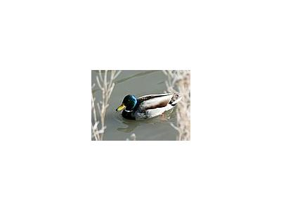 Photo Small Mallard Swimming In Cold Water Animal