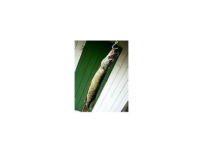 Photo Small Northern Pike Animal