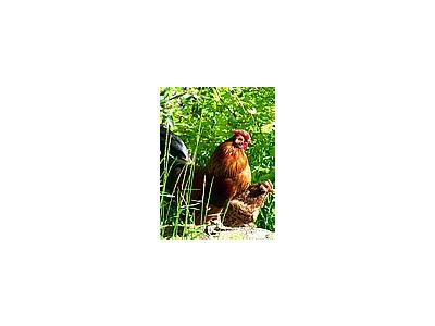 Photo Small Proud Rooster Animal