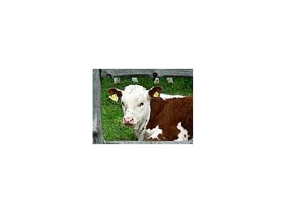 Photo Small Red And White Calf Animal