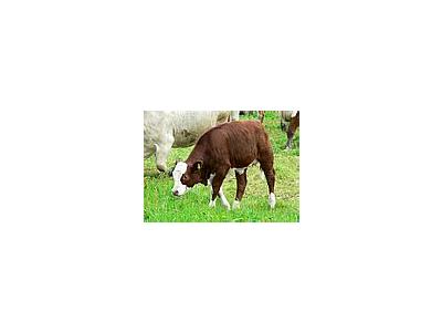 Photo Small Red And White Calf 2 Animal