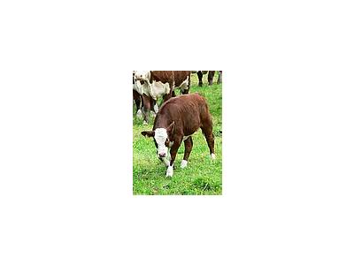 Photo Small Red And White Calf 3 Animal