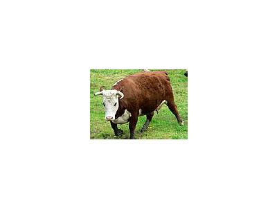 Photo Small Red And White Cow Animal