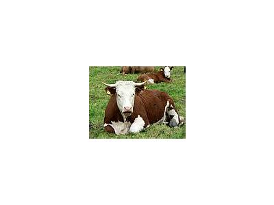 Photo Small Red And White Cow 2 Animal